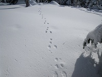 �ጴ�ɂ͂��������ɏ������̑��Ղ��L�тĂ����B