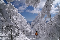 ���X�̒���i�ށE�E�E�B