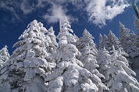 ����ȃN���X�}�X�c���[�H�������ς��B