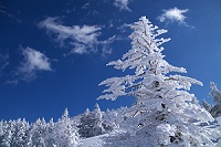 ��������i�F�ł������B