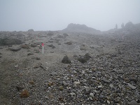 �V���g�R�X�~�����炭�U����̐悪�������B