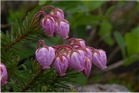 �����ĎG��̃j�V�L�c�K�U�N��