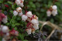 �R���o�c�K�U�N��