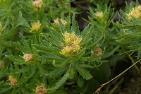 �z�\�o�C���x���P�C