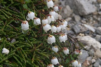 �C���q�Q�̉�