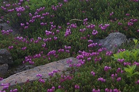 �G�]�m�c�K�U�N���̌Q���B