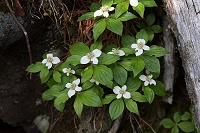 �n�C�}�c�тɑ����炢�Ă����S�[���^�`�o�i�B