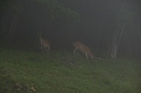 �[���ő�R�o�Ă����G�]�V�J�B