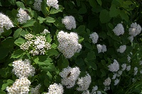 �}���o�V���c�P