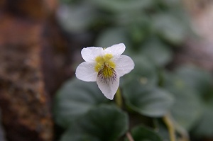 �V���g�R�X�~�������i�O-�O)/