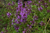 �C�u�L�W���R�E�\�E