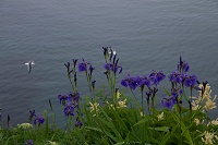 �R�ۂɍ炭�q�I�E�M�A����