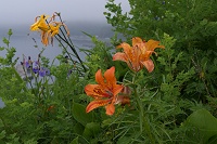 �G�]�X�J�V�����Ɖ��ɂ̓[���e�C�J�B