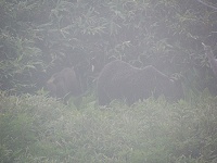 ���̒��A���m�Ԃ�H�ׂĂ���e�q�N�}�B