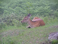 �x�e���̃G�]�V�J�B