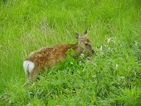 �������̃V�J�����͐H���^�C���B