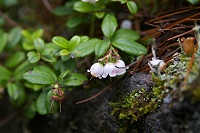 岩のところにはコケモモが小さく咲いていた。