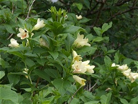 �E�R���E�c�M