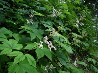 �g���A�V�V���E�}���ȁH