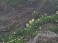 岸壁に咲く花々。
