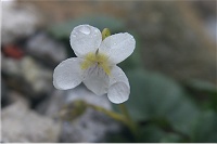 ���̌���_�X�ƍ炢�Ă���̂��݂���(^-^)/