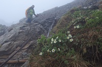 ���[�g�����ɍ炭�L�^�_�P�\�E�B