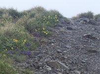 �������ɂ��_�X�Ƃ��Ԃ��炭�B