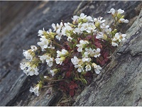 �~���}�^�l�c�P�o�i