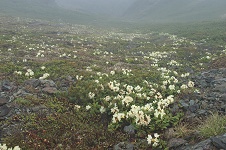 �Ζʈ�ʂɃL�o�i�V���N�i�Q���炫�ւ�B