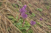 �V���E�W���E�o�J�}