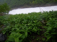 �R�o�C�P�C�\�E�̌Q���B�Ԃ͖����B