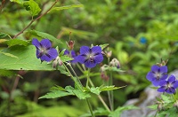 �^�J�l�O���i�C�t�E��