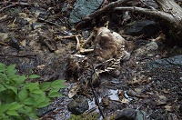 �J���V�J�̔����B