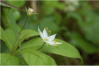 �c�}�g���\�E