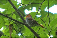 �Y��Ȑ��ŃR�}�h�������Ă����B