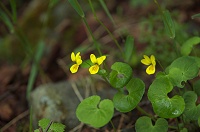 �L�o���m�R�}�m�c��