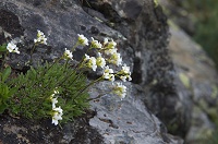 �N���}�i�Y�i