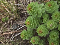 �C���x���P�C�̉Ԃ͂��ꂩ��B