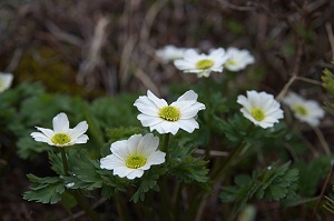 ���ɏ��߂ẴL�^�_�P�\�E�ɂ��Ζ�(^-^)/(^-^)/