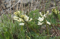 �V���E�}�I�E�M