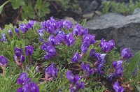 �I���}�m�G���h�E