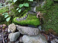 �ۂނ����o�R�C�������������B