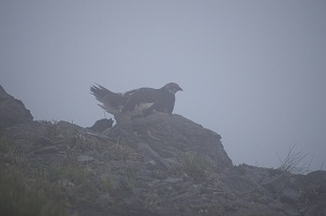 �K�X�̒��Ƀ��C�`���E���������ƕ����Ă����B