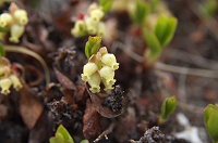 �E���V�}�c�c�W