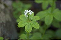 �N���}���O��