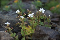 ���J�S���L�m�V�^