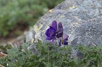 �L�^�_�P�g���J�u�g