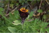 �^�J�l�R�E�����J