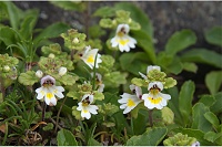 �q���R�S���O�T