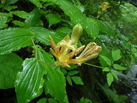 �^�}�K���z�g�g�M�X